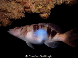 Serranus scriba
Self Confidence by Cumhur Gedikoglu 